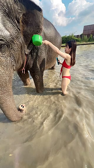 Japanese girl trying to wash an elephant🇯🇵🐘🎌'